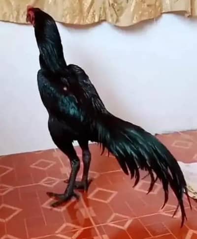 murga asel far sel My Watsapp 0346=84=44=939