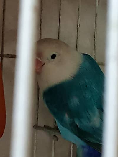 Breeder Love birds pair
