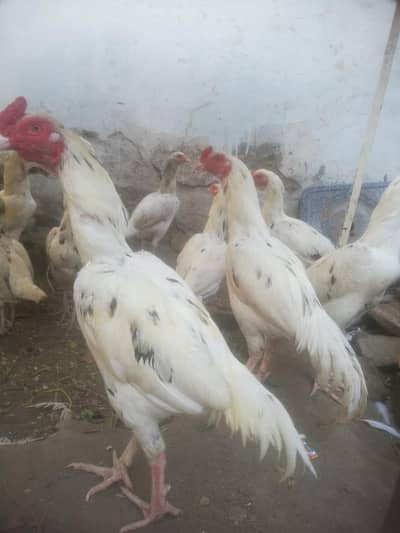 chaska parte dor rhe