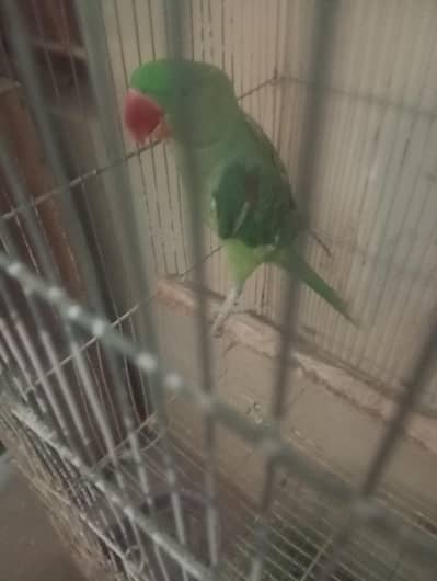 mashallah healthy active female phela tame thi abb tame nahi hai