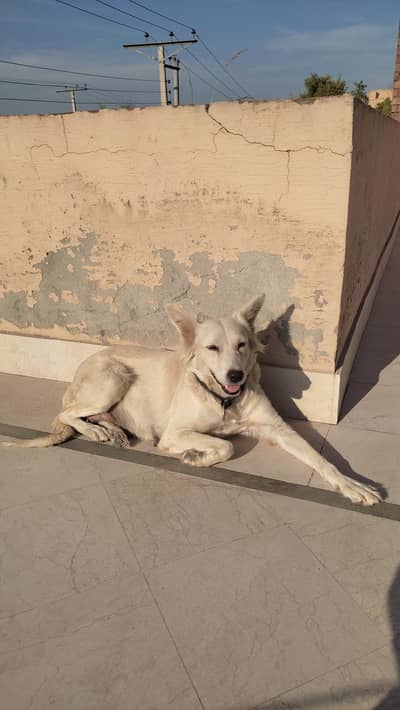 Mix breed of German shepherd, Great Pyrenees and Rottweiler dog.