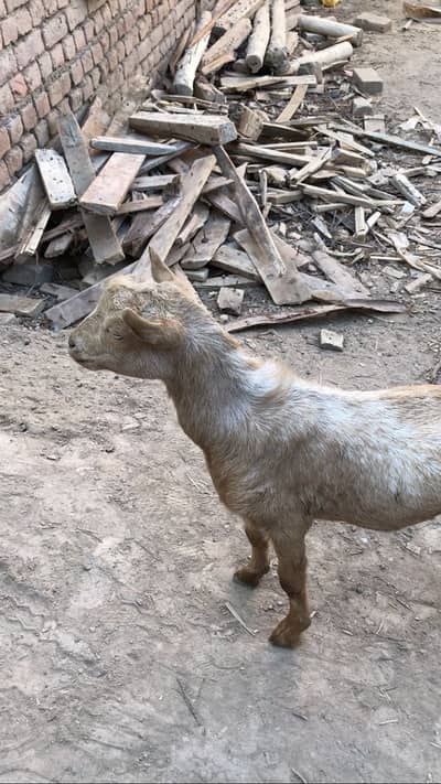 Teddy bakra pure teddy 10 months Contact 03147388070