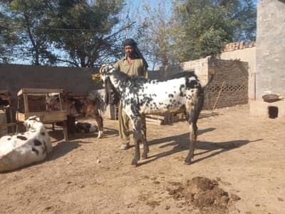 Cheena Breader for sale fresh 4 daant