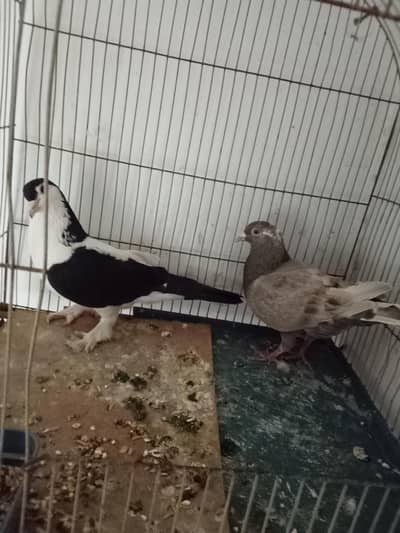 gola pegion hen or bhi hen jis Bhai ko chahiye wo rabta kare