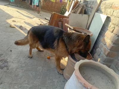 gherman shared female for sale