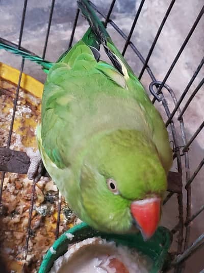 Female Hariyal Parrot For Urgent Sell