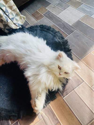 Beautiful White Persian Cat | Long Coat | Calm Nature