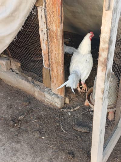 One male 2 female paper white qandahari heera aseel for sale