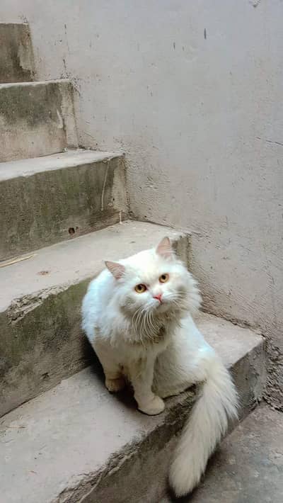 White Persian triple coated male cat
