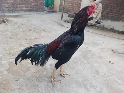 aseel murgha for sale