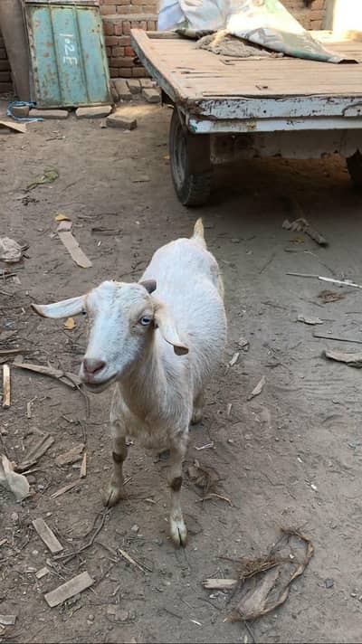 Teddy bakri pure teddy Age 2 years 03046142441