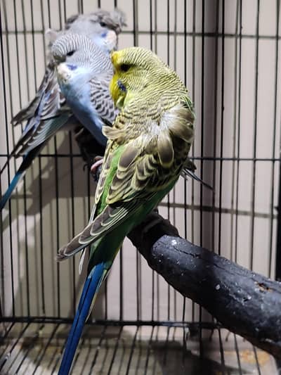 huge size tufted budgie possible black face for sale