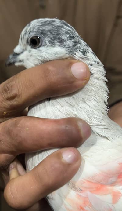 sialkoti chuha original