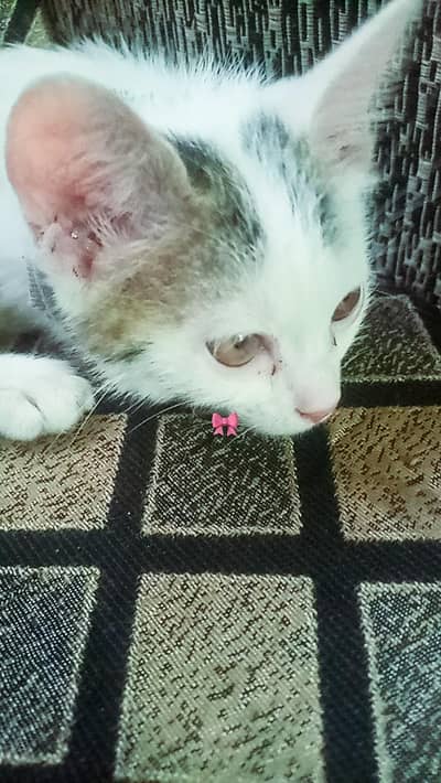 White Cat for sale l