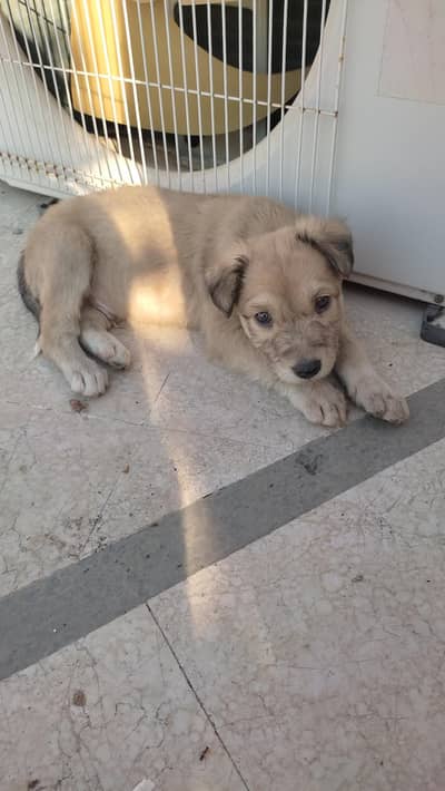 Mix of German shepherd and Indian Native Pariah dog