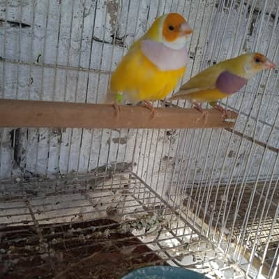 goldin bredar pair avlibal confirm breedar ha ek breed lay Chuka hun