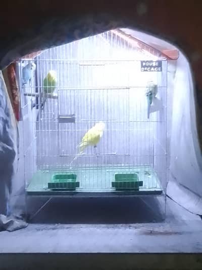 2 pair healthy and active with 3 eggs 