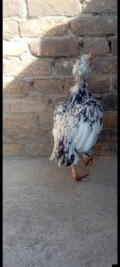 cheena murga or heri madi