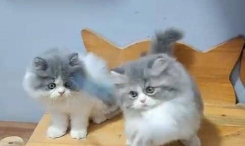 Quality Persian Punch Face Cats & Kittens