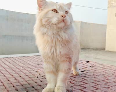 Friendly adult male cat