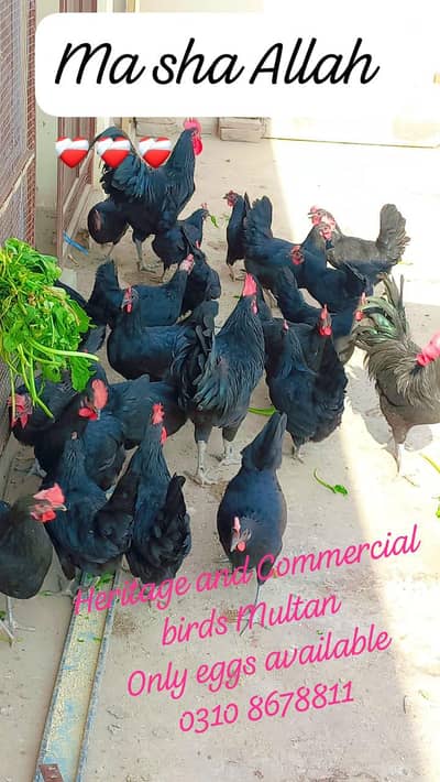 Australorp/ australop fertile eggs 0310 8678811