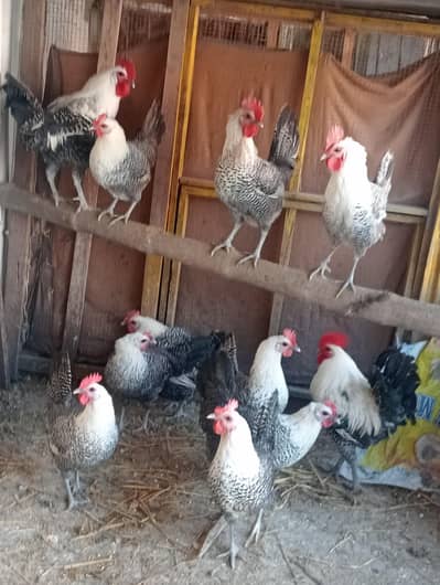 egyptian feyomi fertile