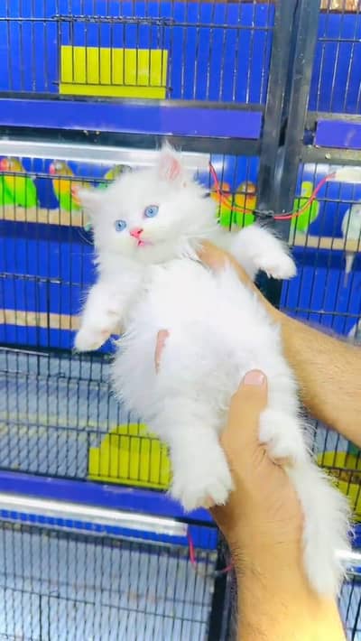 beautiful Persian female baby kitten for sale