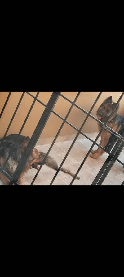 German Shepherd pair for sale (with dog house)