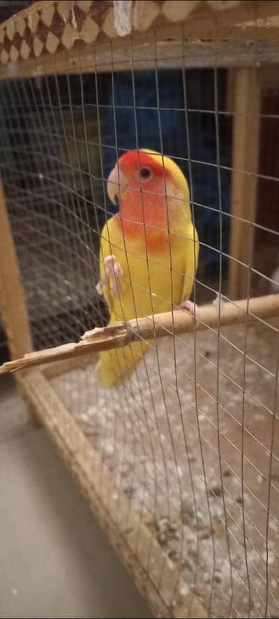 Australian parrots pairs available for sale 4 pairs