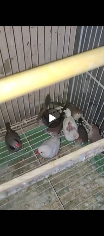 Love Bird and Budgies pair  1. Breed ki hai  1000