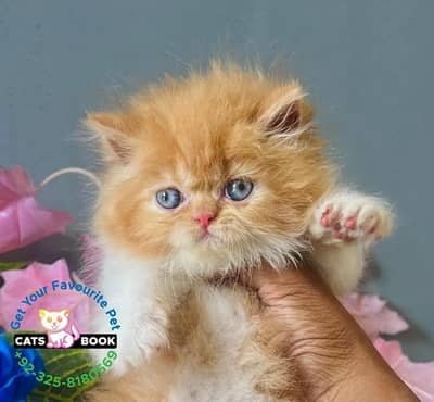 Persian Kittens |Blue bi color Triple Coated |Punch face | fluffy |cat