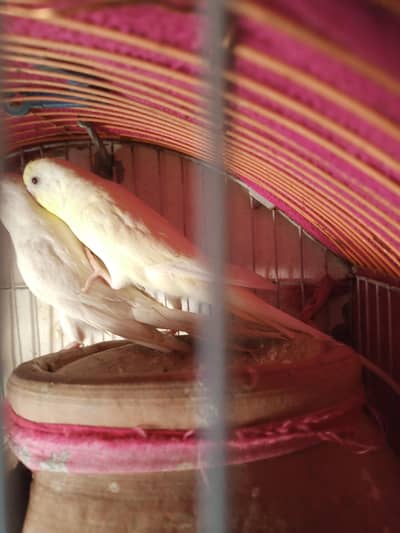 Red ayes budgies parrot pair for sale