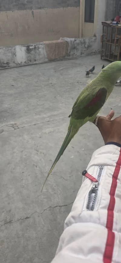 Raw Female Full Hand Tammed