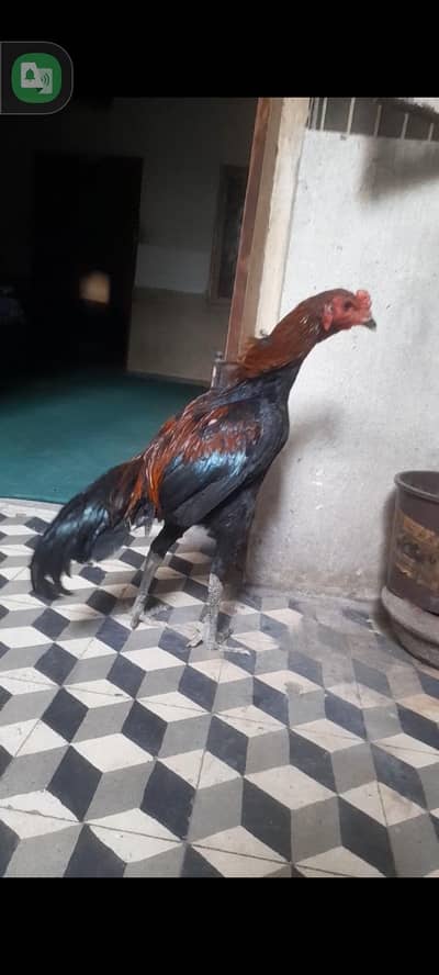 thai x dragon  x pakoya  patha