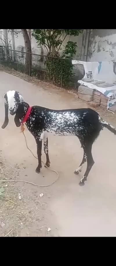 4 dant high profile quality animal for sale