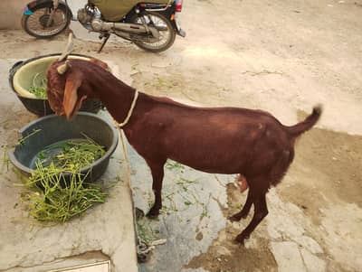 goat for sale