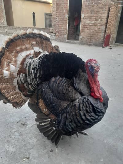 turkey breeder pair available