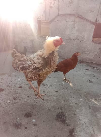 frezil fancy male exchange possible