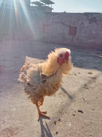 frezil fancy male exchange possible