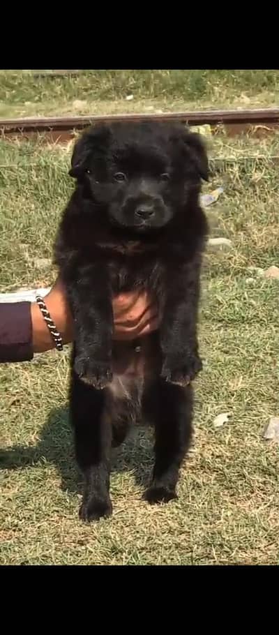 black German Shepherd proper long coat show quality available