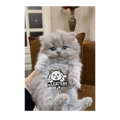 Best Quality persian kitten / CASH ON DELIVERY
