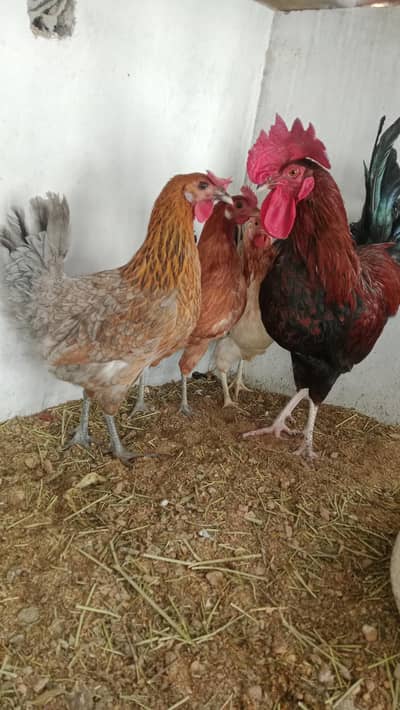 Desi hens new started laying eggs