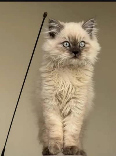 HIMALAYAN CAT Looking for new Owner -Healthy ,Friendly & Active