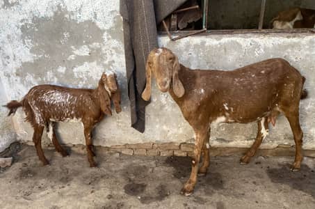 Makhi cheeni Bakri or sth 1 path