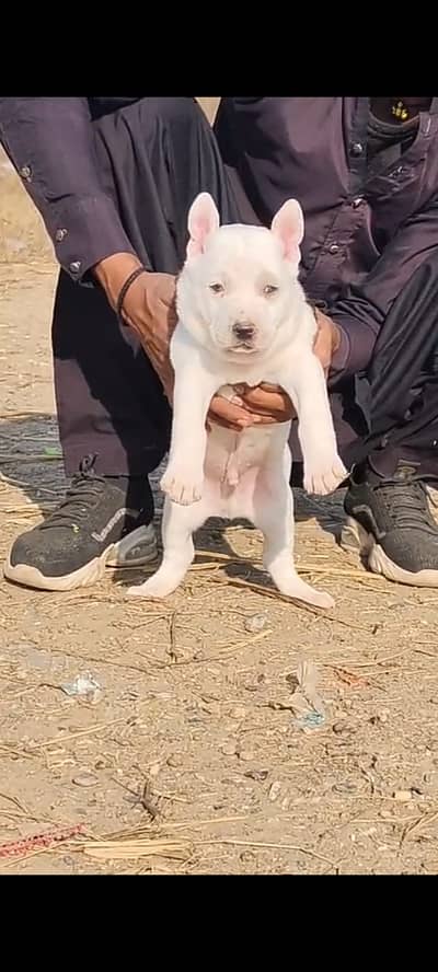 Kuhati Gultair Dog | Pink Nose | Kuhati Gultair | Dog For Sale