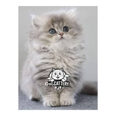 Best Quality persian kitten / CASH ON DELIVERY