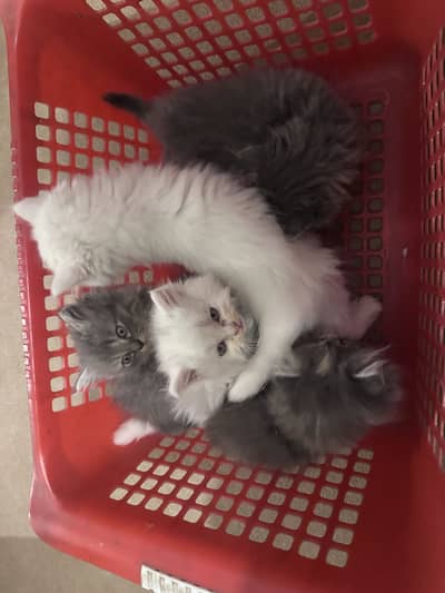Persian Kittens for sale
