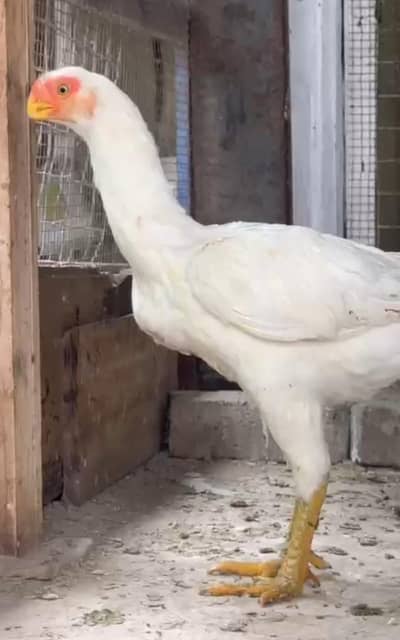 indian parrot beak/ parrot beak hen/ hen