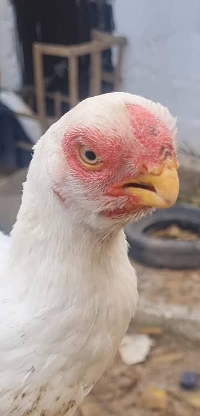 indian parrot beak/ parrot beak hen/ hen