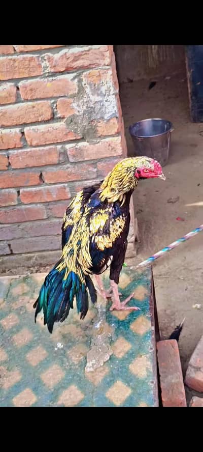 Jawa Mianwali Pure Aseel Murga